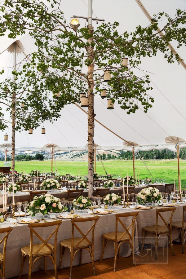 birch tree tent poles